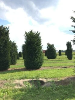 Grote Venijnboom (Taxus Baccata) -Directplant Winkel 400450x 150 200