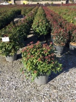 Sneeuwbal Als Bolvorm (Viburnum Tinus 'Eve Price') 11 Sneeuwbal Als Bolvorm (Viburnum Tinus 'Eve Price') -Directplant Winkel 4050 2