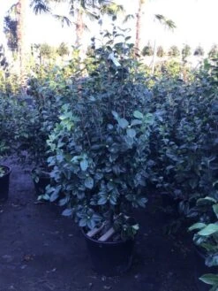 Camelia (Camellia Japonica 'Purity') -Directplant Winkel 4 3 2