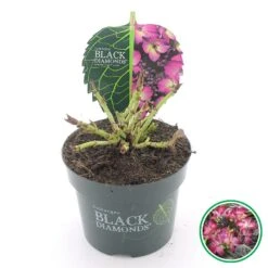 Hortensia (Hydrangea Black Diamonds Dark Angel Purple) -Directplant Winkel 4 4 2