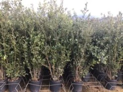 Steeneik Als Struik (Quercus Ilex) -Directplant Winkel 5 1