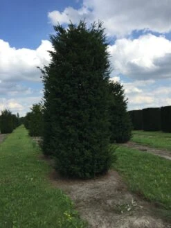 Grote Venijnboom (Taxus Baccata) -Directplant Winkel 500550x 150 200 1 1
