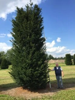 Grote Venijnboom (Taxus Baccata) -Directplant Winkel 550600 x 175 200 1 1
