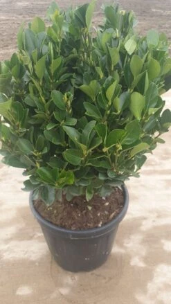 Kardinaalshoed Als Bol (Euonymus Japonicus) -Directplant Winkel 571328de 1e9f 4f19 9e1a 8d9fdf427045