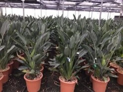 Paradijsvogelbloem (Strelitzia Reginae) -Directplant Winkel 6