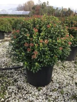 Sneeuwbal Als Bolvorm (Viburnum Tinus 'Eve Price') -Directplant Winkel 6070 4