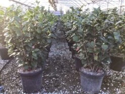 Camelia (Camellia Japonica 'Sacco Vera') -Directplant Winkel 6 1 1