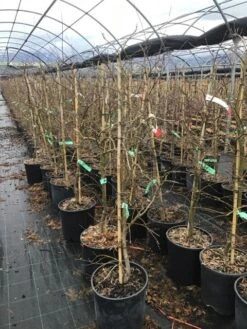 Japanse Esdoorn (Acer Palmatum 'Viridis') -Directplant Winkel 6 2