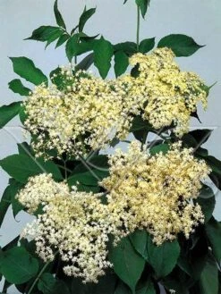 Vlier (Sambucus Nigra) 9 Vlier (Sambucus Nigra) -Directplant Winkel 703081 3