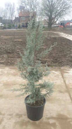 Cipres (Cupressus Arizonica 'Glauca') -Directplant Winkel 7888f186 82df 40f0 a6e3 5c48ccda9904 1