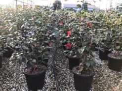 Camelia (Camellia Japonica 'San Dimas') -Directplant Winkel 7 1