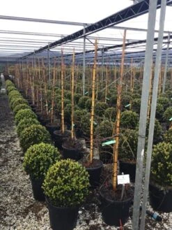 Japanse Esdoorn (Acer Palmatum 'Viridis') -Directplant Winkel 7 2