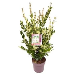 Liguster (Ligustrum Japonicum 'Texanum') 15 Liguster (Ligustrum Japonicum 'Texanum') -Directplant Winkel 8863908295aea1fafcc3b9c48b0993c1