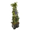 Hedera-Clematis Mix Haag (Jackmanii) -Directplant Winkel 897380 mix hedera jackmanii 1 meter privacy 3