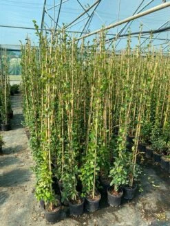 Toscaanse Jasmijn (Trachelospermum Jasminoides 'Winter Ruby') -Directplant Winkel 8a352cde d4eb 4327 9d71 e32f3b30afb5