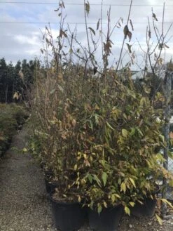 Winterzoet (Chimonanthus Praecox) -Directplant Winkel 9