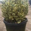Kardinaalshoed Als Bol (Euonymus Japonicus 'Bravo') -Directplant Winkel 92dad862 0f9e 4dee 96e6 88c471cb2c98 1