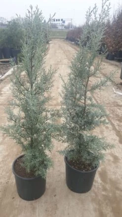 Cipres (Cupressus Arizonica 'Glauca') -Directplant Winkel 94d98ecf eeaf 4488 bd36 6b6bea13f39a