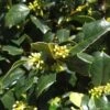 Amerikaanse Hulst Als Bol (Ilex 'Nellie R Stevens') -Directplant Winkel 9784ed14 8f33 4c9d 9594 cb0687c69165 1