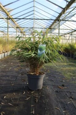 Niet Woekerende Bamboe (Fargesia Robusta 'Pingwu') -Directplant Winkel 99270d6993418a6fc1af88a65aadc88b