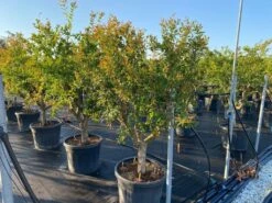 Granaatappel Als Solitair (Punica Granatum) -Directplant Winkel 9f2e2d79 4476 41bd a214 0070b1656e3a 1
