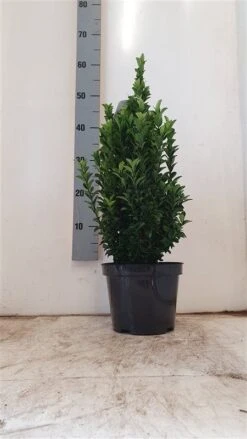 Kardinaalshoed (Euonymus Japonicus 'Green Spire') -Directplant Winkel a6c12d405af6033cf7ed27cc629eac30 2