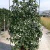 Amberboom Als Leivorm (Liquidambar Styraciflua) -Directplant Winkel aaaa
