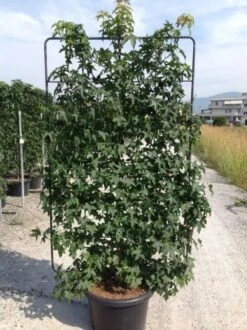 Amberboom Als Leivorm (Liquidambar Styraciflua)