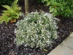 Abelia (Abelia Grandiflora 'Confetti') -Directplant Winkel abelia confetti 2 1