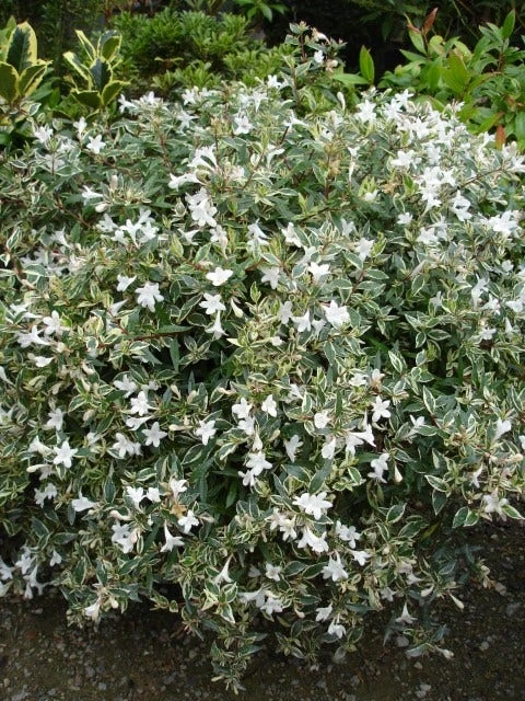 Abelia (Abelia Grandiflora 'Confetti') 5 Abelia (Abelia Grandiflora 'Confetti') - Afbeelding 3