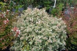 Abelia (Abelia Grandiflora 'Confetti') -Directplant Winkel abelia confetti 4 1