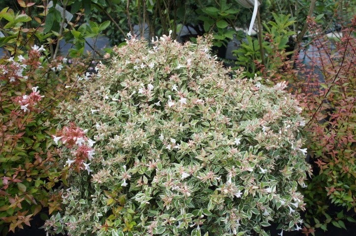 Abelia (Abelia Grandiflora 'Confetti') 7 Abelia (Abelia Grandiflora 'Confetti') - Afbeelding 5