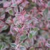 Abelia (Abelia Grandiflora 'Confetti') -Directplant Winkel abelia confetti 5