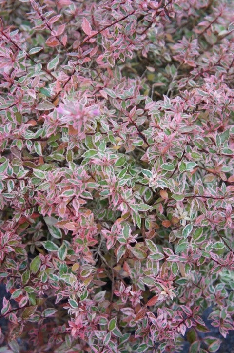 Abelia (Abelia Grandiflora 'Confetti') 4 Abelia (Abelia Grandiflora 'Confetti') - Afbeelding 2