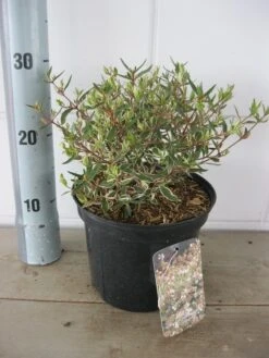 Abelia (Abelia Grandiflora 'Confetti') 17 Abelia (Abelia Grandiflora 'Confetti') -Directplant Winkel abelia confetti c3 18 7 2019