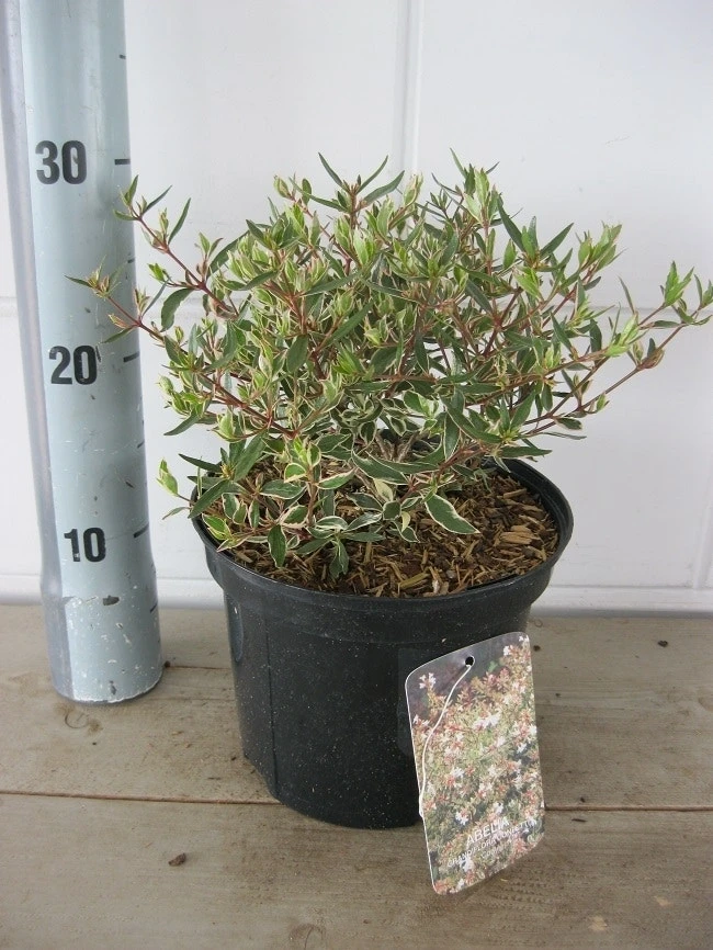 Abelia (Abelia Grandiflora 'Confetti') 10 Abelia (Abelia Grandiflora 'Confetti') - Afbeelding 8