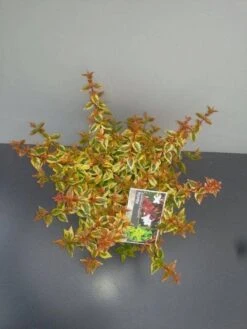 Abelia (Abelia Grandiflora 'Kaleidoscope') -Directplant Winkel abelia gr. kaleidoscope