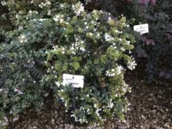 Abelia (Abelia Grandiflora) -Directplant Winkel abelia grandiflora c10