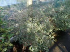 Abelia (Abelia Grandiflora 'Confetti') 16 Abelia (Abelia Grandiflora 'Confetti') -Directplant Winkel abelia grandiflora confetti c10