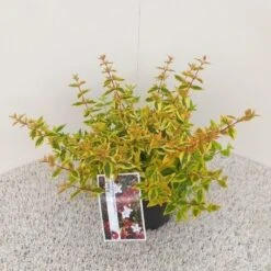 Abelia (Abelia Grandiflora 'Kaleidoscope') -Directplant Winkel abelia grandiflora kaleidoscope pbr
