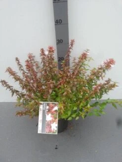 Abelia (Abelia Grandiflora 'Sherwood') -Directplant Winkel abelia grandiflora sherwood