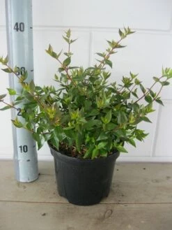 Abelia (Abelia Grandiflora 'Sherwood') -Directplant Winkel abelia sherwood c3 18 7 2019