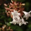 Abelia (Abelia Grandiflora 'Compacta') -Directplant Winkel abelia x grandiflora02