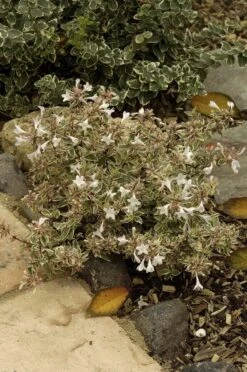 Abelia (Abelia Grandiflora 'Confetti') -Directplant Winkel abelia x grandiflora confetti 1