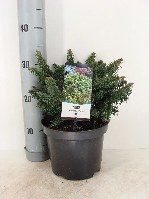 Dwerg Balsemden (Abies Balsamea 'Nana') 4 Dwerg Balsemden (Abies Balsamea 'Nana') - Afbeelding 2