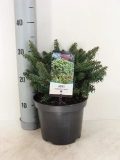 Dwerg Balsemden (Abies Balsamea 'Nana') -Directplant Winkel abies balsamea nana c3 m
