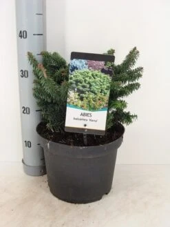 Dwerg Balsemden (Abies Balsamea 'Nana') 7 Dwerg Balsemden (Abies Balsamea 'Nana') -Directplant Winkel abies balsemea nana c5 m 1