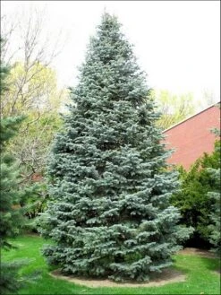 Colorado Zilverspar (Abies Concolor) 19 Colorado Zilverspar (Abies Concolor) -Directplant Winkel abies concolor 1