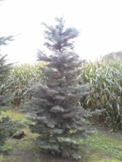 Colorado Zilverspar (Abies Concolor) 15 Colorado Zilverspar (Abies Concolor) -Directplant Winkel abies concolor 300 350 1