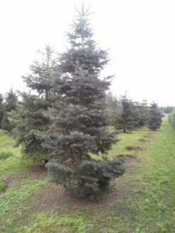 Colorado Zilverspar (Abies Concolor) -Directplant Winkel abies concolor 300 350 2